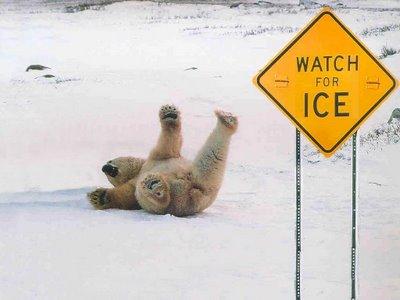 Ours sur la glace