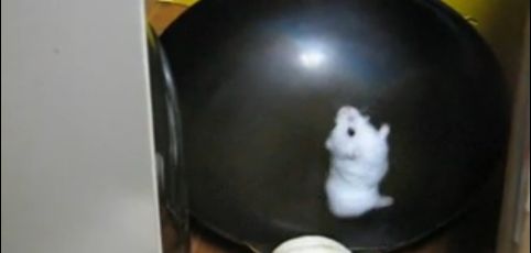 hamster dans un wok
