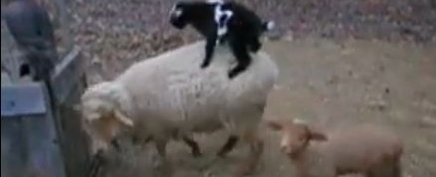 Chèvre qui fait du surf sur un mouton