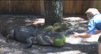 Alligator éclate la pastèque
