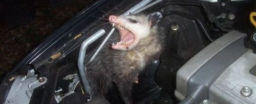 Des animaux sous le capot de votre voiture