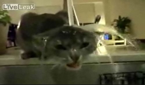 chat robinet eau