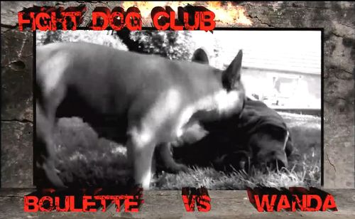 Fight Dog Club entre Boulette et Wanda
