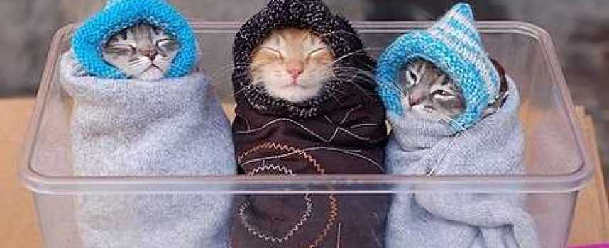 3 petis chats mignons avec bonnets