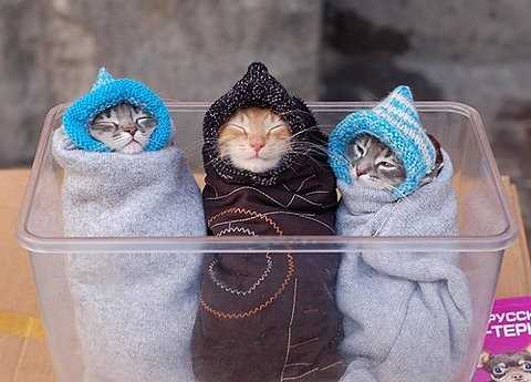 3 petits chats emmitouflés