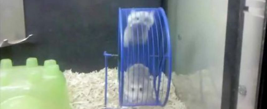 Vidéo 2 hamsters acrobates dans la même roue