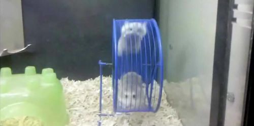 hamster acrobates