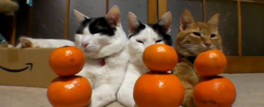 Les 3 chats et les clémentines