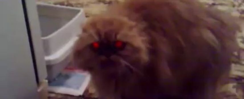 Chat démon aux yeux rouges