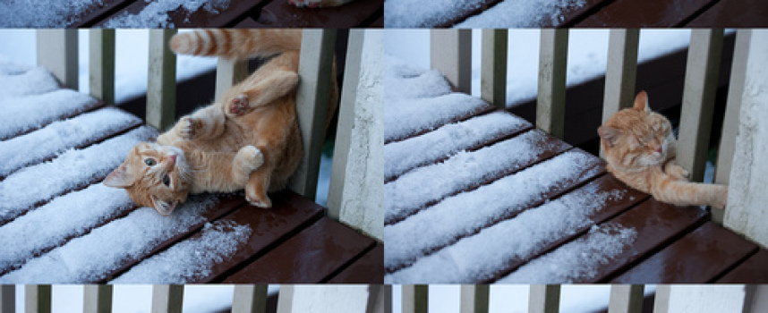 Chat qui glisse sur une terrasse enneigée