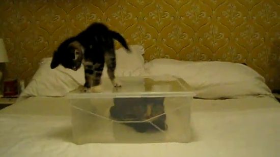 chats boite plastique