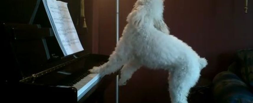 Tucker Milou le chien qui joue du piano