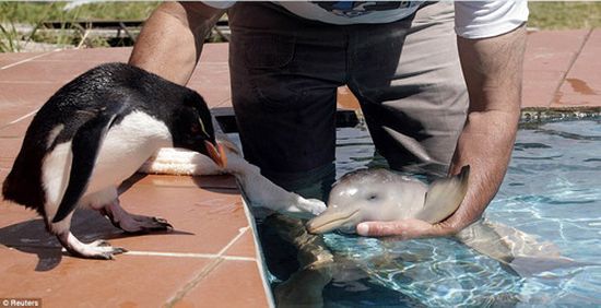bébé dauphin et bébé pingouin
