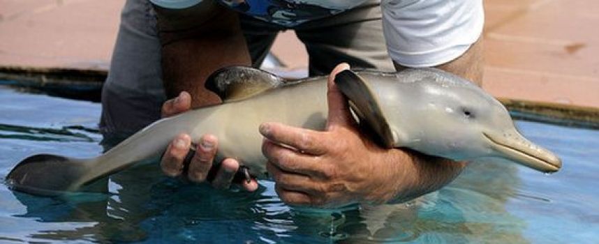 Un bébé dauphin rencontre un bébé pingouin
