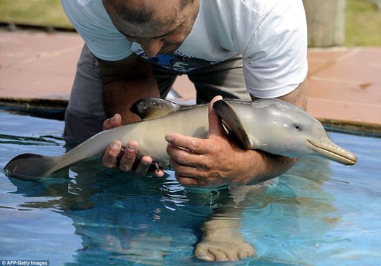 photo bébé dauphin