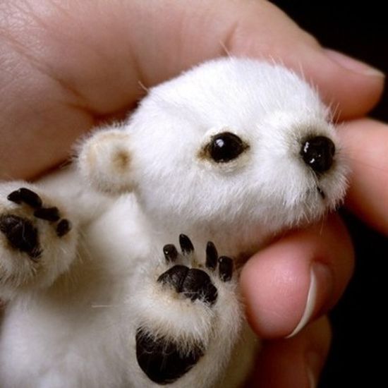 petit ours polaire