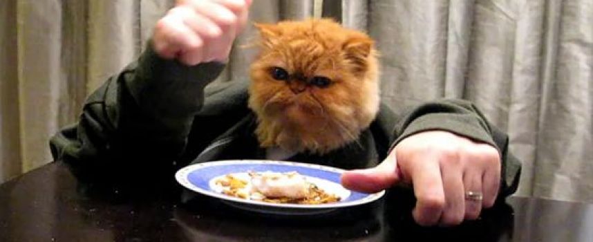Le chat qui mange avec ses mains