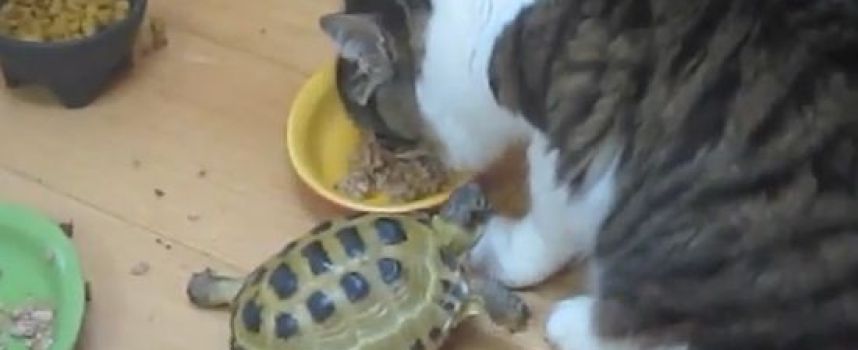La tortue attaque les chats!