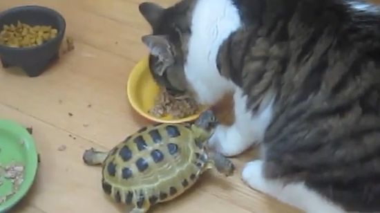 tortue chat