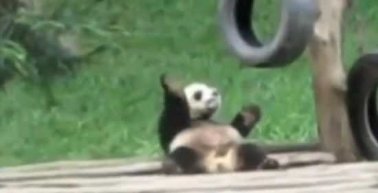 danse panda