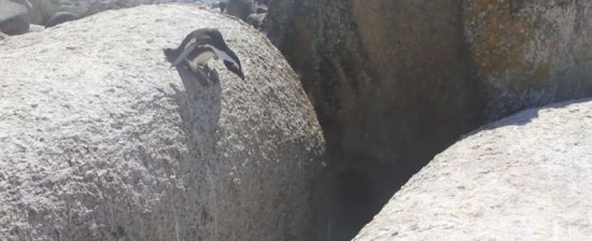 Le manchot qui saute d'un rocher à l'autre