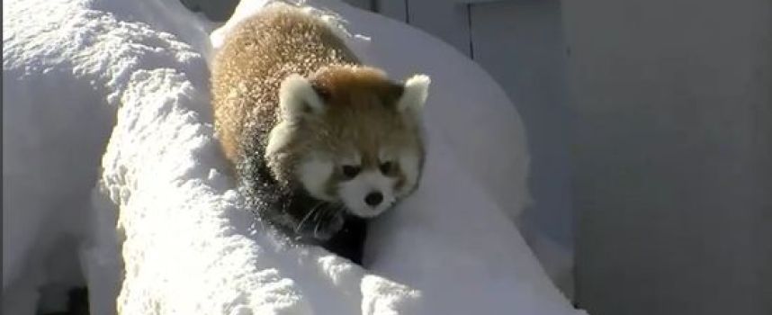 Deux petits pandas roux jouent dans la neige