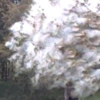 Nuage de pollen en secouant un cèdre