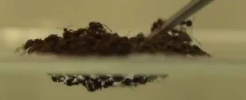 Impressionnant radeau de fourmis de feu