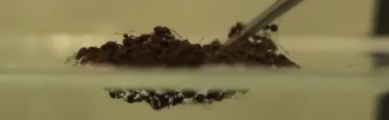 radeau fourmis
