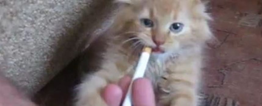 Le petit chat ne veut pas lacher sa cigarette