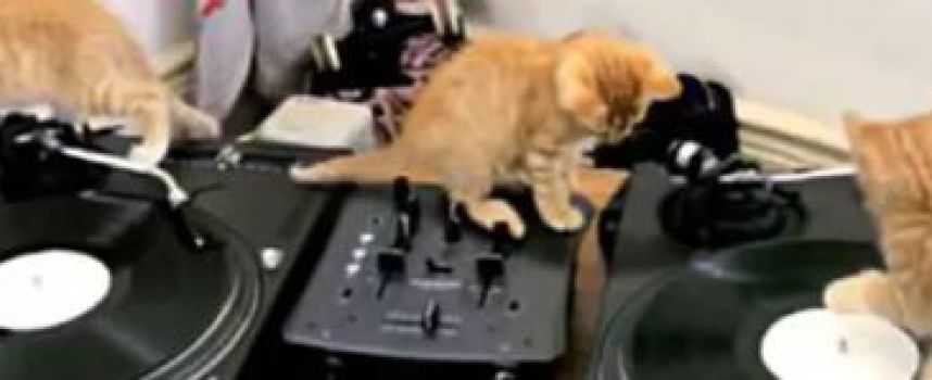 CatBoy Slim, les chatons DJ