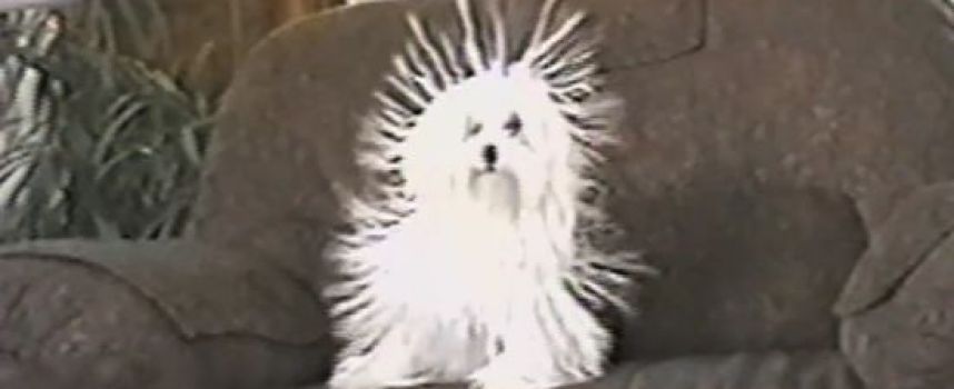 Electricité statique sur chien à poils longs