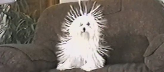 chien static