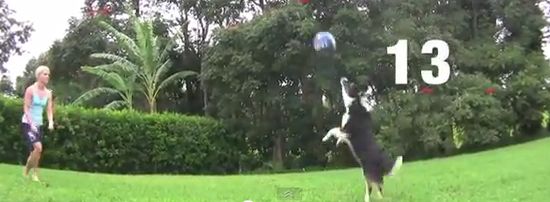chien volley