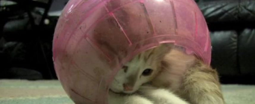 Un chaton coincé dans une balle pour hamster