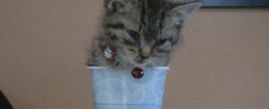 Un chaton dans un gobelet en carton