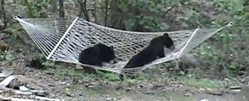 Deux ours bruns dans un hamac