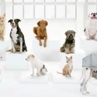 La Marche Impériale par un orchestre canin, Teaser Pub Volkswagen SuperBowl 2012