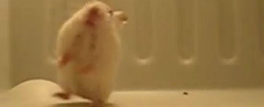Le hamster qui fait des saltos arrières