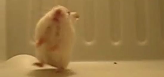 hamster salto