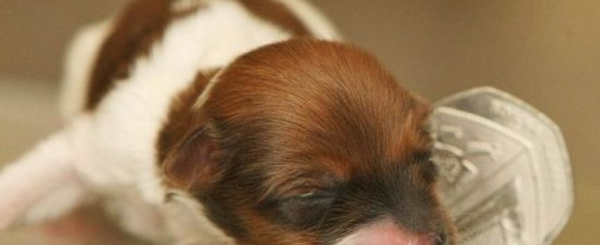 Miracle, le chien le plus petit du monde - 2012