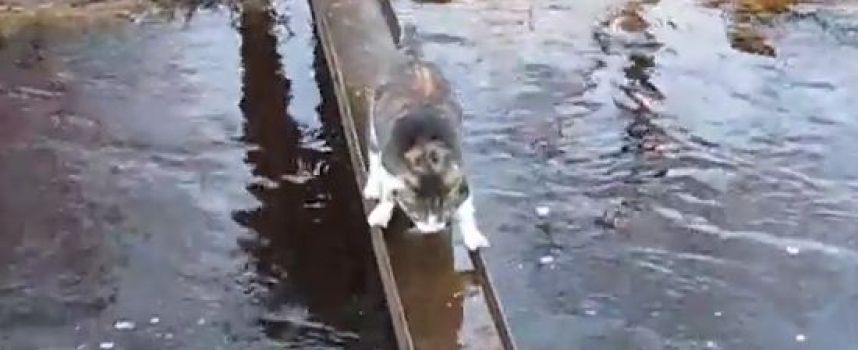 Le chat qui ne veut pas se mouiller en traversant le ruisseau