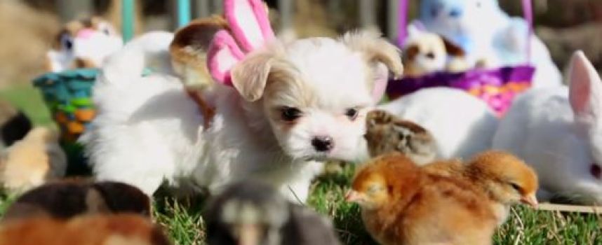 Les chiots de Pâques avec des oreilles de lapin