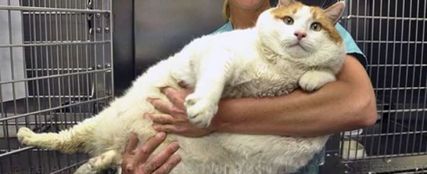 Meow, le chat obèse de 18kg !