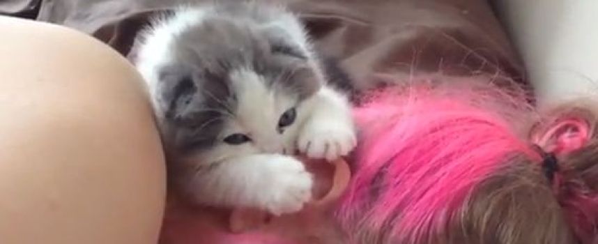 Le chaton mignon qui tète une oreille humaine