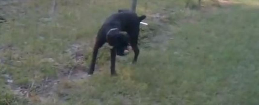 Un chien qui pisse sur une clôture électrique