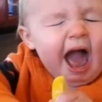 Des bébés goutent du citron pour la première fois