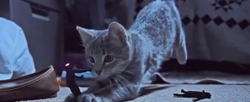 Kittens On The Beat, les chatons qui protègent les chaussettes des Minipouss