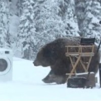 Les ours aiment la machine à laver EcoBubble de Samsung