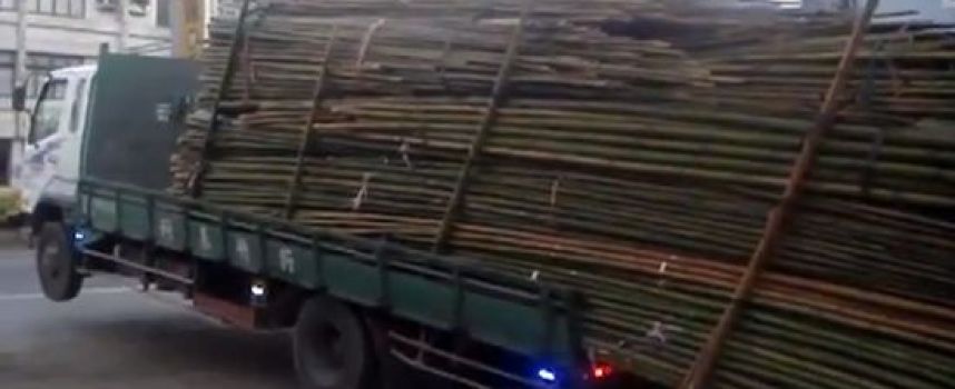 Décharger un camion de bambous like a boss !